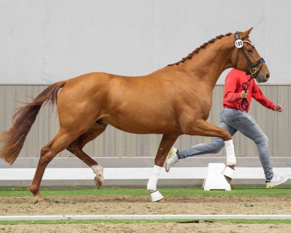 Dressurpferd Hengst von Vitalis / Dimaggio (Westfale, 2022, von Vitalis)