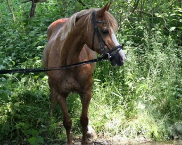 horse Heyla (German Riding Pony, 2000)