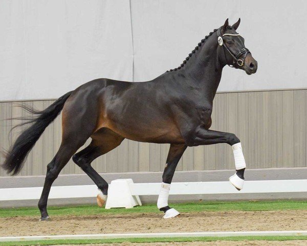 Dressurpferd Hengst von Zuperman / Royal Classic (Oldenburger, 2022, von Zuperman OLD)