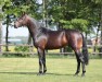 stallion Levi VDL (KWPN (Royal Dutch Sporthorse), 2016, from Arezzo VDL)