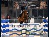 Springpferd Sr - Lady Dubai (Belgisches Warmblut, 2017, von Jenson van't Meulenhof)