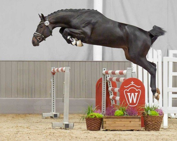 Springpferd Hengst von Pegase van't Ruytershof / Grandorado TN (KWPN (Niederländisches Warmblut), 2022, von Pegase van 't Ruytershof)