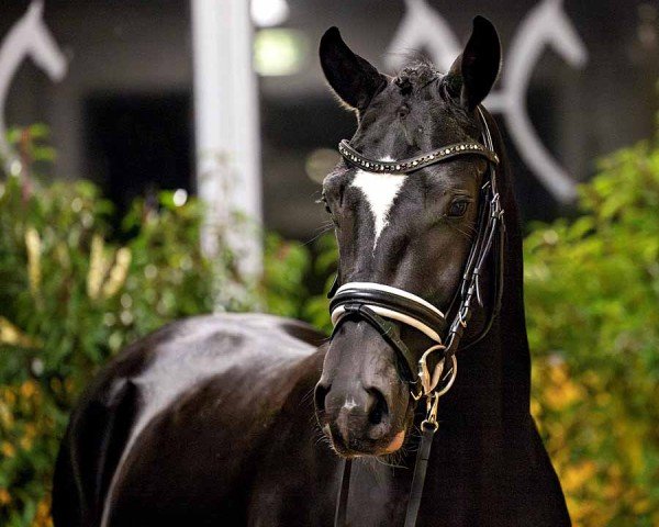 dressage horse Timothy (Hanoverian, 2022, from Pramwaldhof's Tarantino)