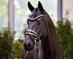 dressage horse Hengst von Total Diamond / Secret (Oldenburg, 2022, from Total Diamond PS)