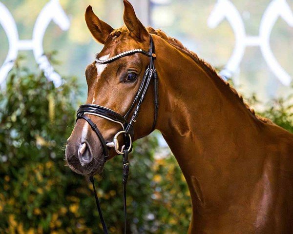 dressage horse Scanpolo (Hanoverian, 2022, from Shu Fu)