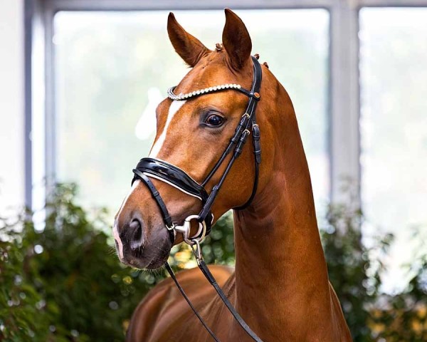 dressage horse Ferdinand B (Hanoverian, 2022, from Freigeist)