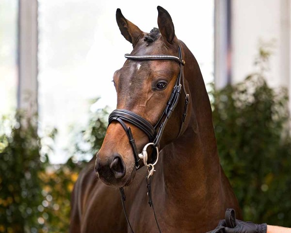 dressage horse Don Dance FB (Hanoverian, 2022, from Dohnanyi 5)