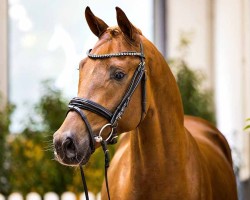 dressage horse Feinblick (Hanoverian, 2022, from For Romance I)