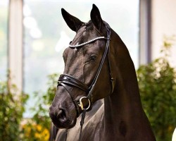 dressage horse De Romanov (Hanoverian, 2022, from Despacito 16)