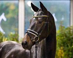 dressage horse Daylight in my eyes (Hanoverian, 2022, from Despacito 16)