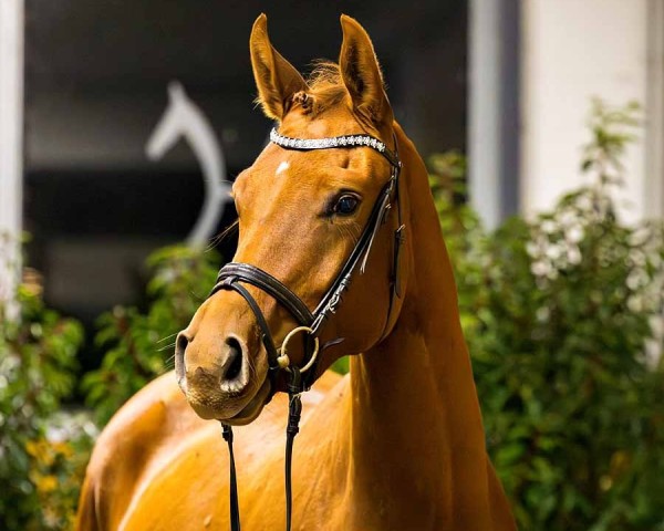 dressage horse Feodora (Hanoverian, 2022, from Frodo)