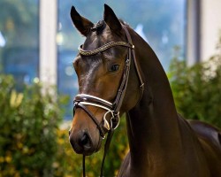 dressage horse Totally in Love (Hanoverian, 2022, from Total Diamond PS)