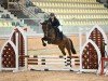 jumper Gavina CFH (Austrian Warmblood, 2018, from Stalypso)