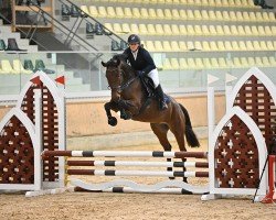 jumper Gavina CFH (Austrian Warmblood, 2018, from Stalypso)