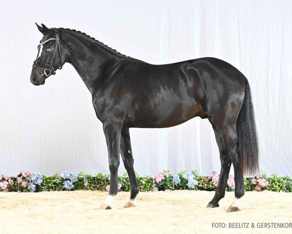 Pferd Hengst von Fürstenball / De Niro (Dänisches Warmblut, 2022, von Fürstenball)