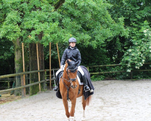 dressage horse Jason B (Irish Sport Horse, 2012)