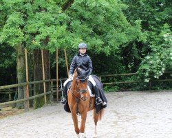 dressage horse Jason B (Irish Sport Horse, 2012)