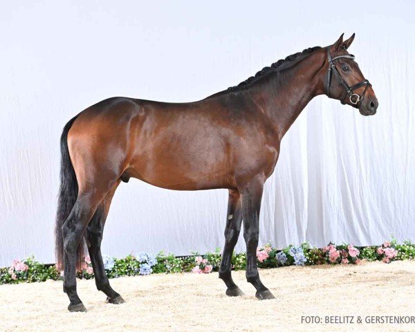 dressage horse Hengst von Zoom / Santino (Hanoverian, 2022, from Zoom)