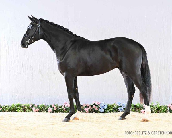 dressage horse Hengst von Beck's / Londonderry (Hanoverian, 2022, from Beck's FRH)