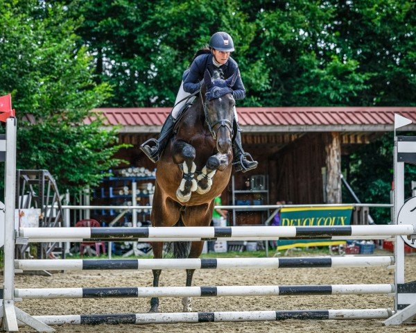 Springpferd O'Tiffii (Oldenburger Springpferd, 2020, von Origi D'o)