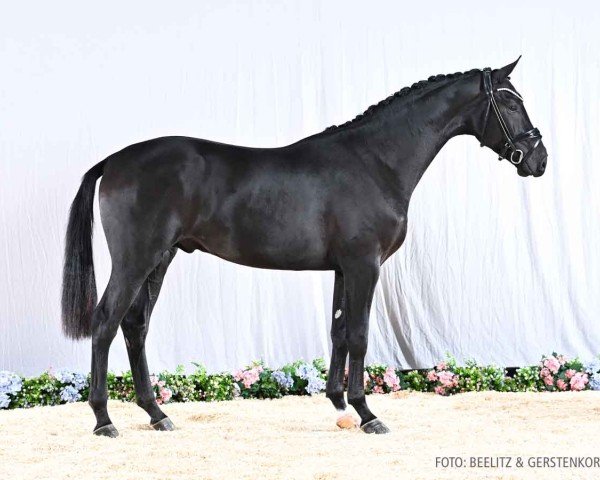 dressage horse Hengst von Despacito / San Amour I (Hanoverian, 2022, from Despacito 16)