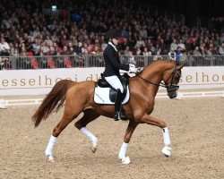 stallion Donkey Boss (Danish Warmblood, 2018, from Hesselhøj Donkey Boy)