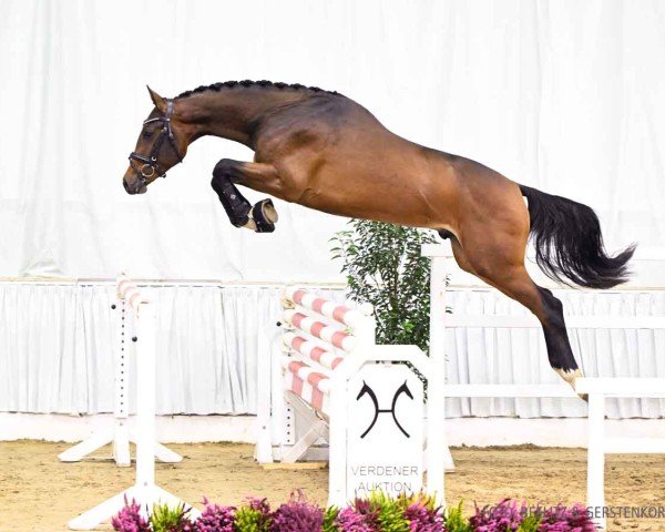 jumper Hengst von Fire and Ice J / Cassus (Hanoverian, 2022, from Fire And Ice J)