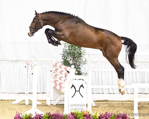 jumper Hengst von Kassander van 't Roosakker / Diarado (Hanoverian, 2022, from Kassander van het Roosakker)