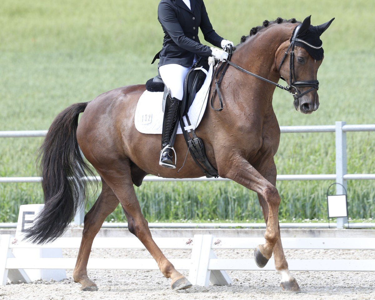 dressage horse Quantum Heart (Hanoverian, 2017, from Quantensprung 3)