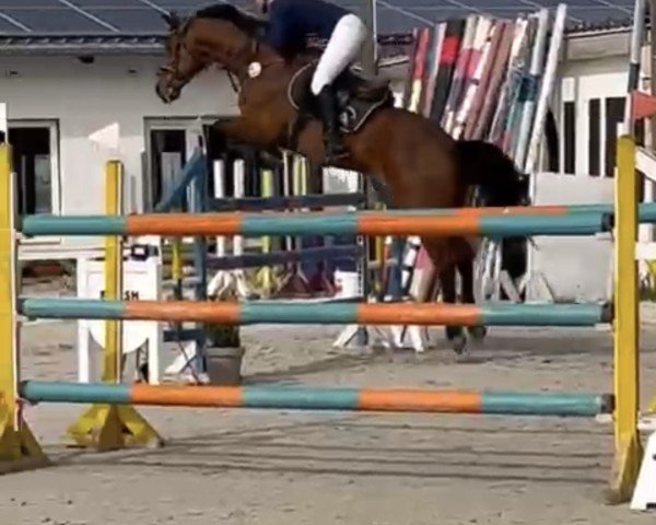 jumper Rebell 598 (German Sport Horse, 2015, from Rock For You)