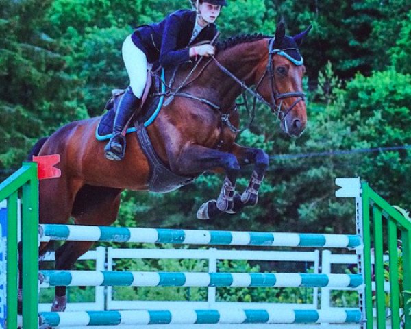 broodmare Lady Q vd Windeweg Z (Zangersheide riding horse, 2007, from Le Tot de Semilly)