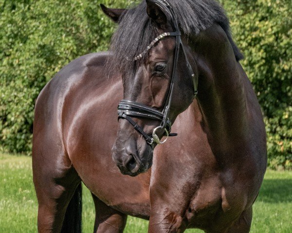 dressage horse L'Espoir 18 (Hanoverian, 2019)