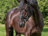 dressage horse L'Espoir 18 (Hanoverian, 2019)