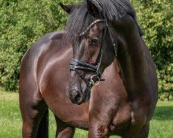 dressage horse L'Espoir 18 (Hanoverian, 2019)