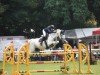 jumper Antonia 167 (German Sport Horse, 2009, from Askano)