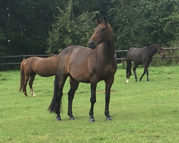 Zuchtstute Carlotta (Bayer, 2011, von Coeur de Nobless M)