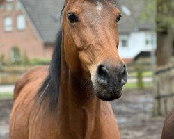 Zuchtstute Baloussina Z (Zangersheide Reitpferd, 2015, von Baracuda 4)