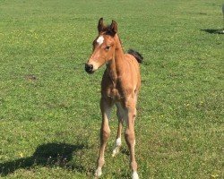 Springpferd Heardy Mvs (Zangersheide Reitpferd, 2016, von Heartbeat)