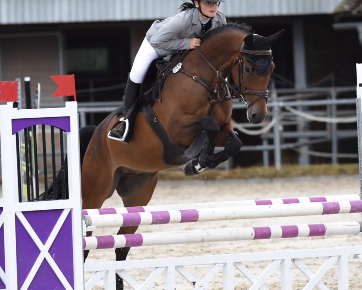 Springpferd Calasto (Bulgarisches Warmblut, 2019, von Con Calanto)