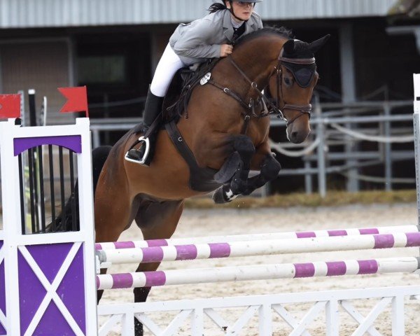 jumper Calasto (Bulgarian Warmblood, 2019, from Con Calanto)