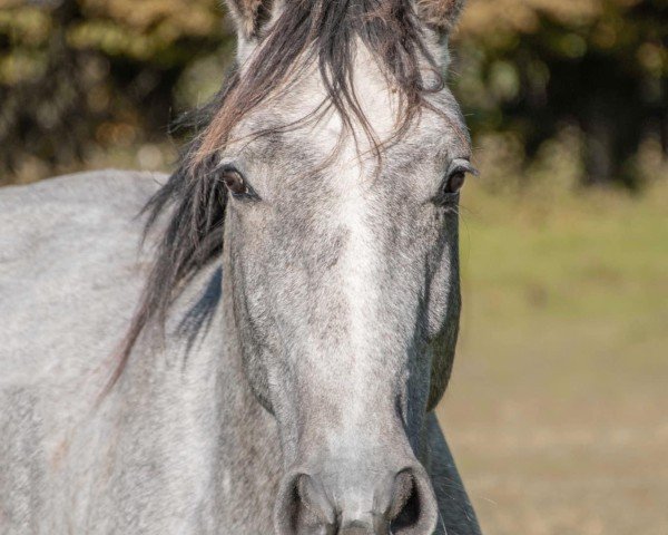 Dressurpferd Kalle Cool MVS Z (Zangersheide Reitpferd, 2020, von Kazan Z)