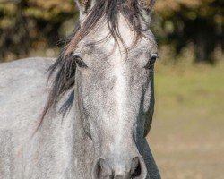 Dressurpferd Kalle Cool MVS Z (Zangersheide Reitpferd, 2020, von Kazan Z)