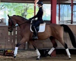 jumper Handsome MVS Z (Zangersheide riding horse, 2020, from Heartbeat)