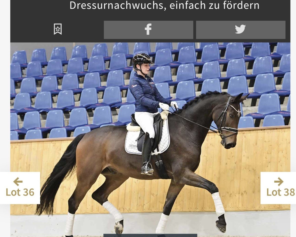 dressage horse Fürst Fandango (Oldenburg, 2018, from For Dance)