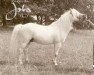 stallion Coed Coch Nobl (Welsh mountain pony (SEK.A), 1968, from Coed Coch Madog)