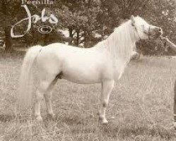 Deckhengst Coed Coch Nobl (Welsh Mountain Pony (Sek.A), 1968, von Coed Coch Madog)