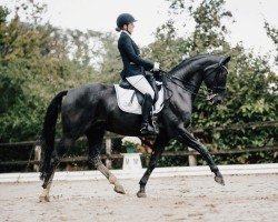 dressage horse Smartie S (Oldenburg, 2009, from Sancisco)