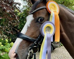 dressage horse Felix Ferguson (Hanoverian, 2015, from Foundation 2)