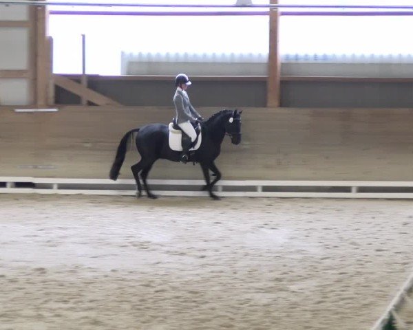 Reitturnier Schaffhausen 2024