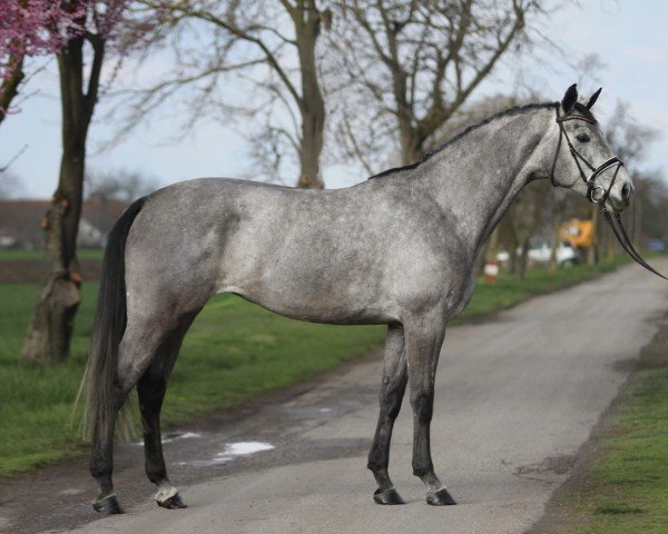 horse Akarzár de Bognár (Hungarian Warmblood, 2018, from Bognár Czár)